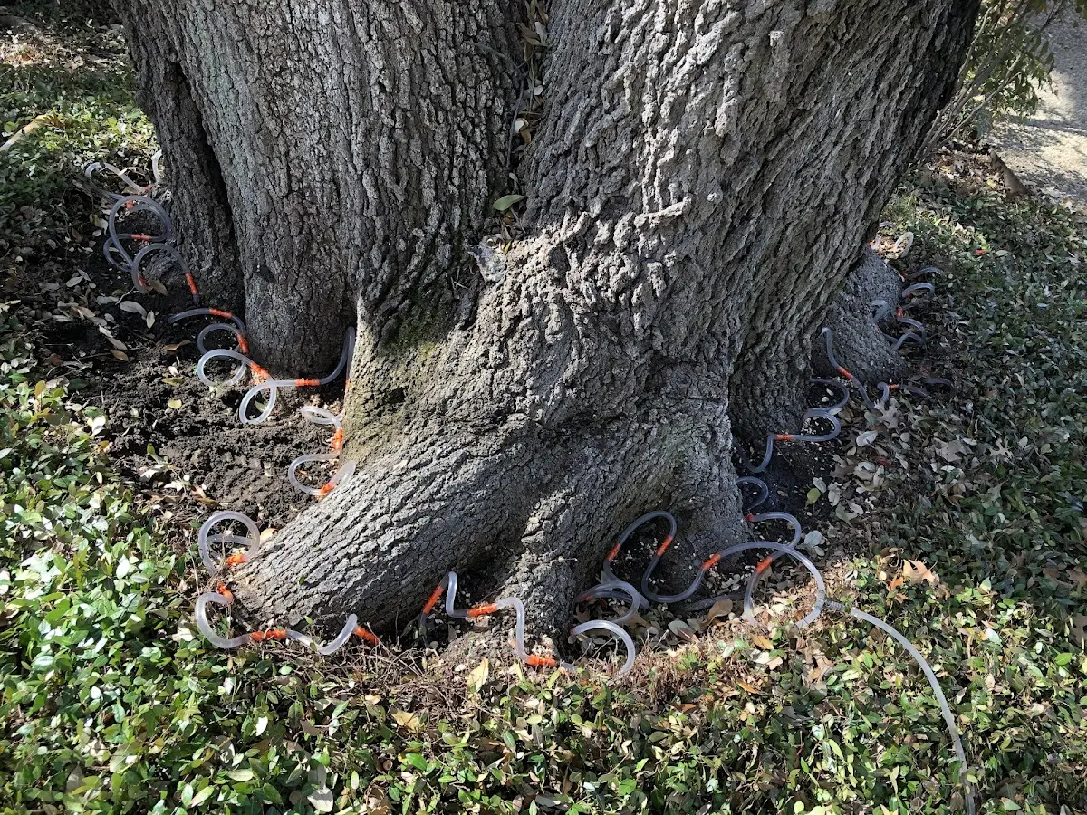 Detailed Tree Cabling and Bracing job site in Riceville