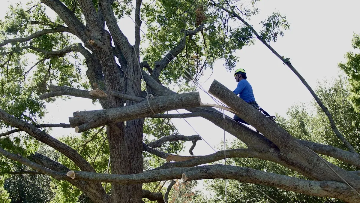 Professional Crown Thinning performed by certified arborists in Riceville